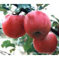 Growing honeycrisp apples trees seeds/Red delicious apple trees